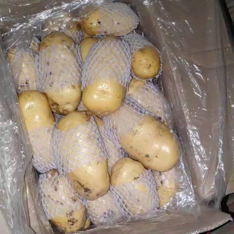 山东滕州冷库精品荷兰十五新土豆产地直供保证质量诚信交易