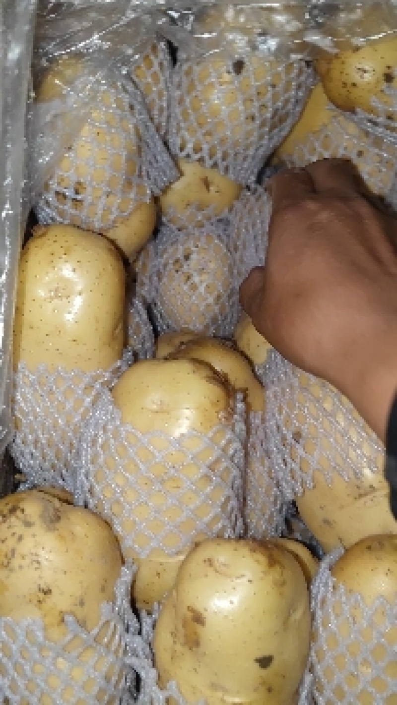 山东滕州冷库精品荷兰十五新土豆产地直供保证质量诚信交易