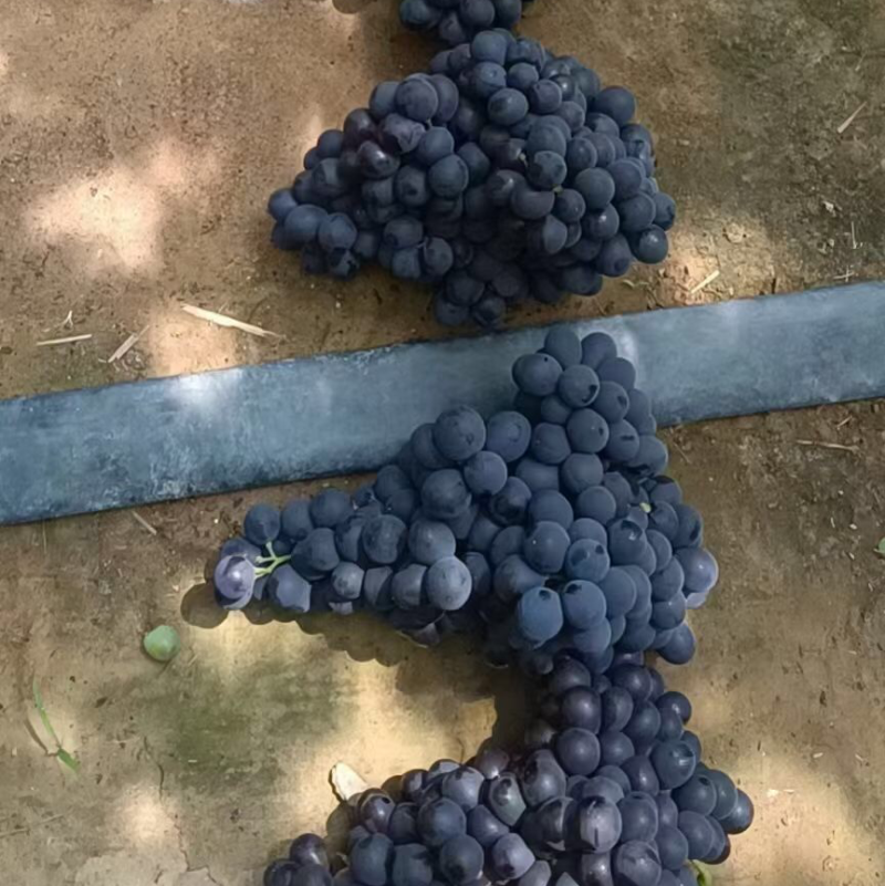 昌黎玫瑰香葡萄大量上市
