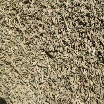 瓜州精品孜然一手货源过风过筛需要的老板联系