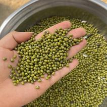 缅甸绿豆,品质扛扛好,有需要的客户看过来,产区长期供货。