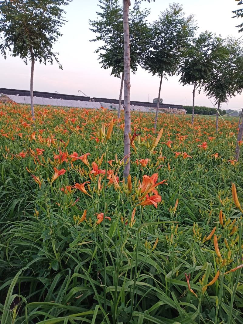 黄花菜