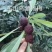 苏州东山乌紫杨梅火热🔥销售中