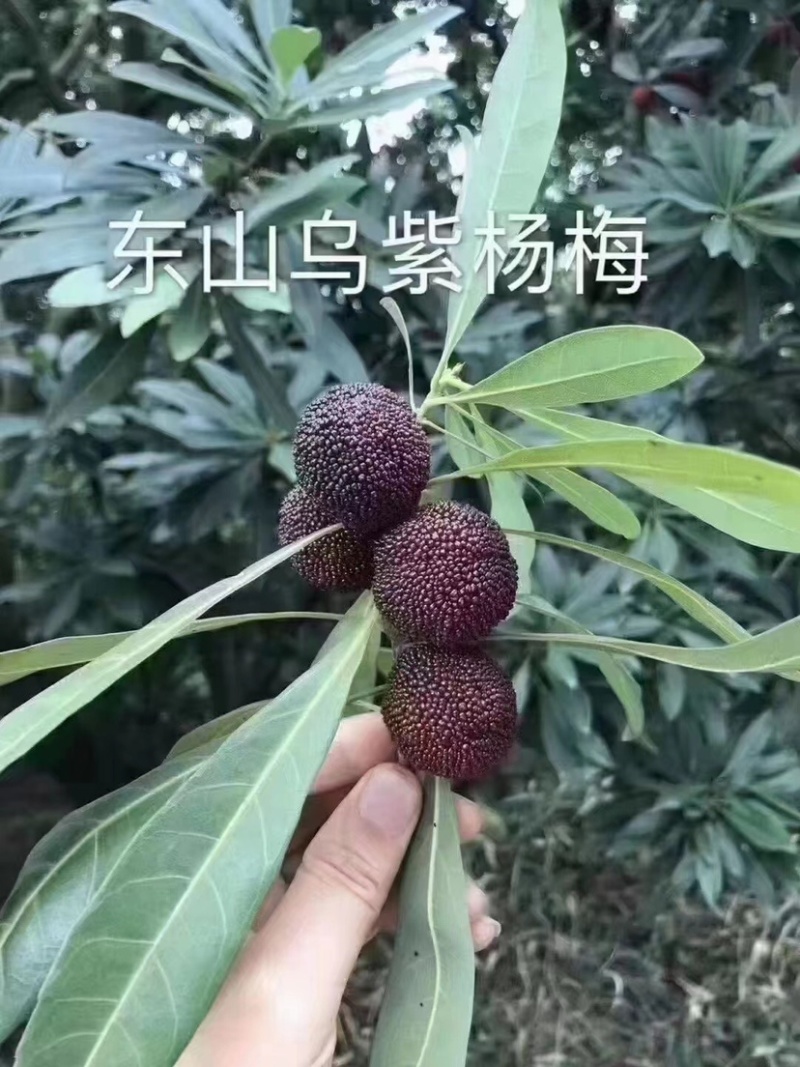 苏州东山乌紫杨梅火热🔥销售中