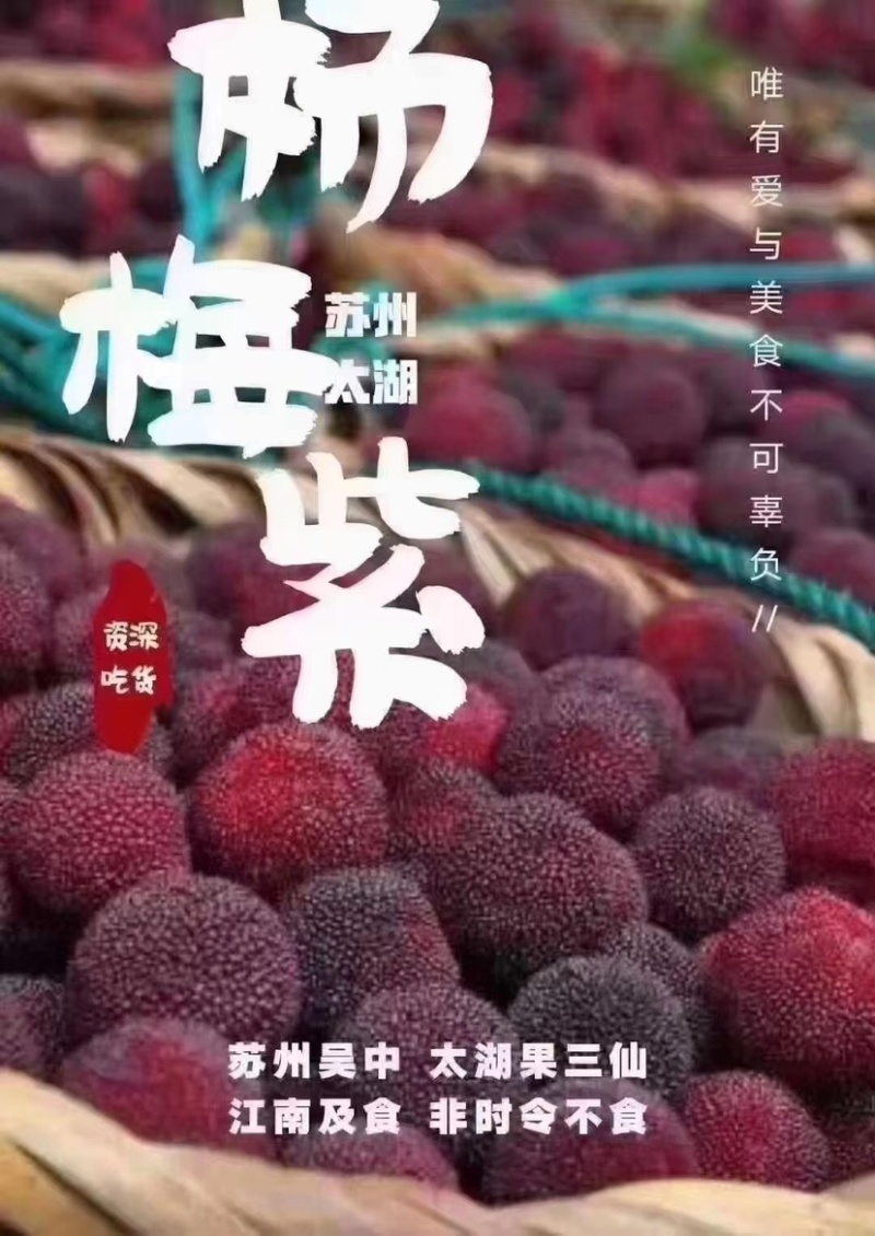 苏州东山乌紫杨梅火热🔥销售中