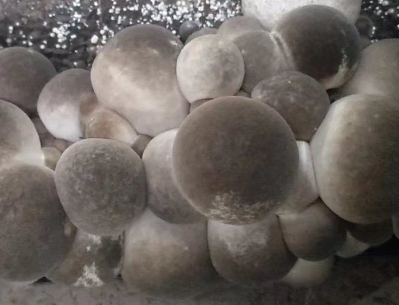 草菇鲜货出售菌袋出售