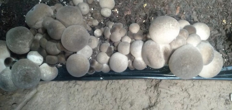 草菇鲜货出售菌袋出售