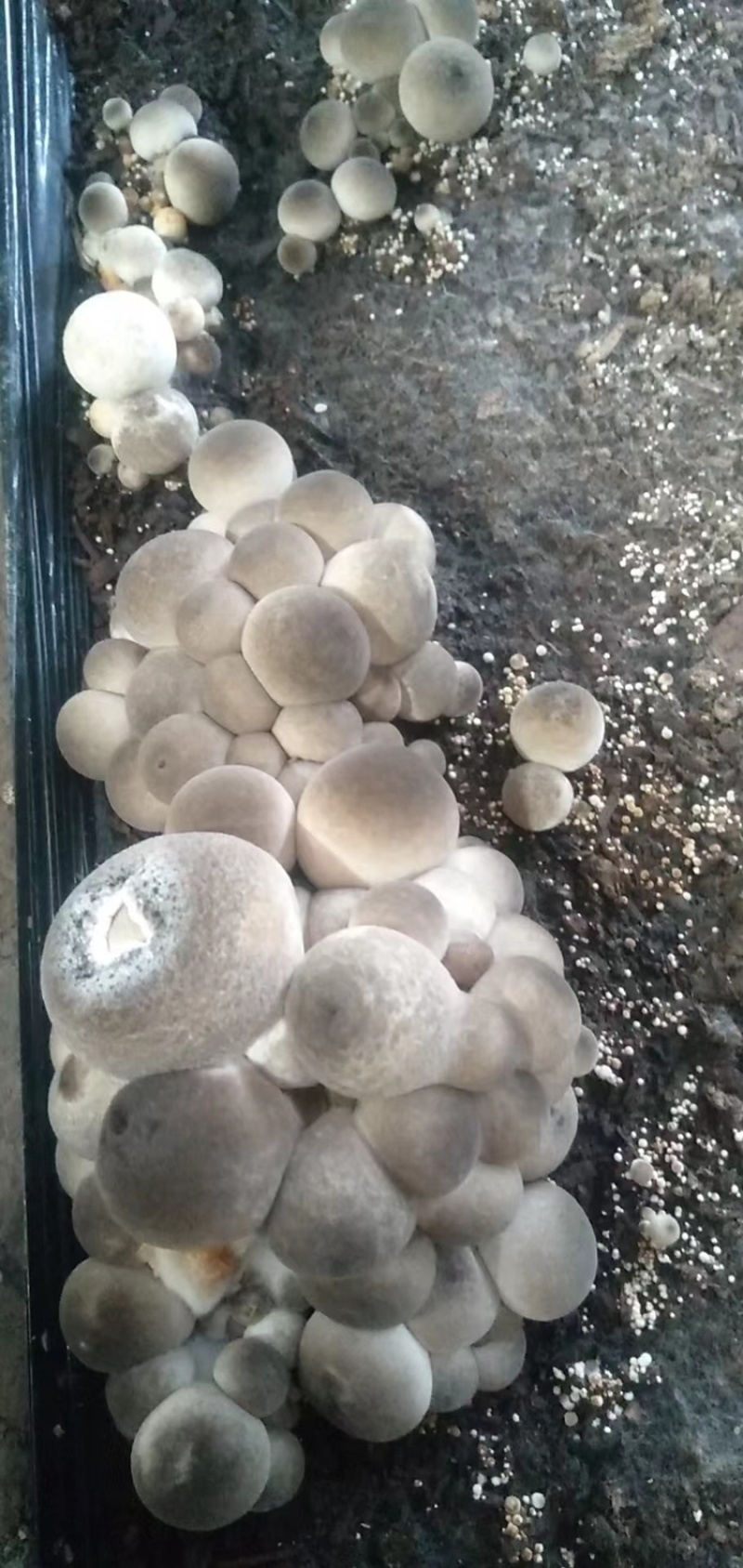 草菇鲜货出售菌袋出售