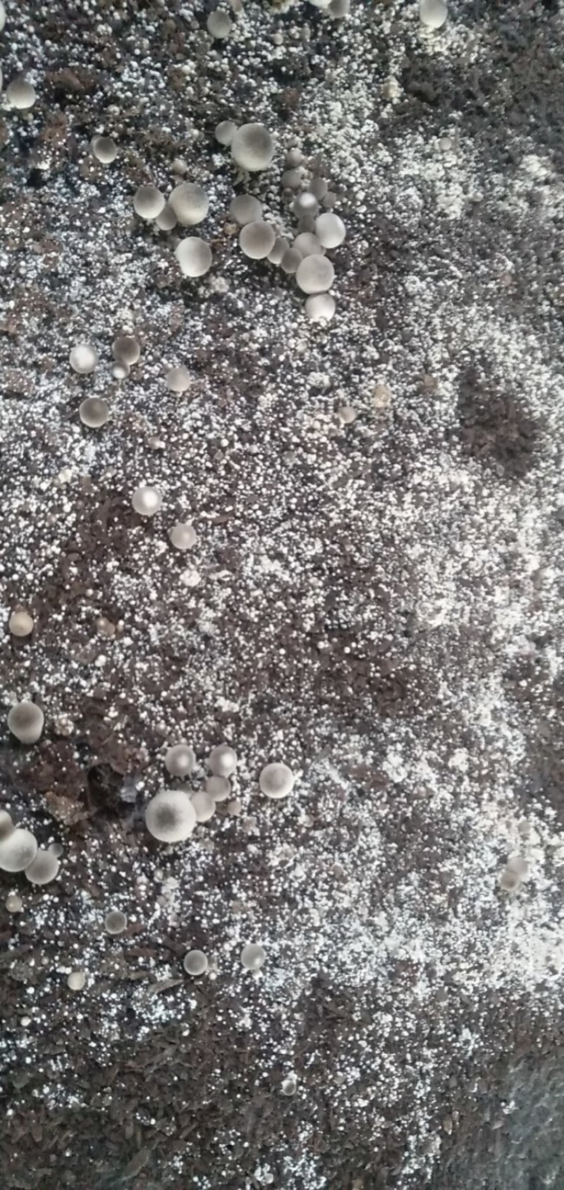 草菇鲜货出售菌袋出售