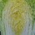 太白县高山有机黄心大白菜大量上市，品质优，耐运输欢迎采购