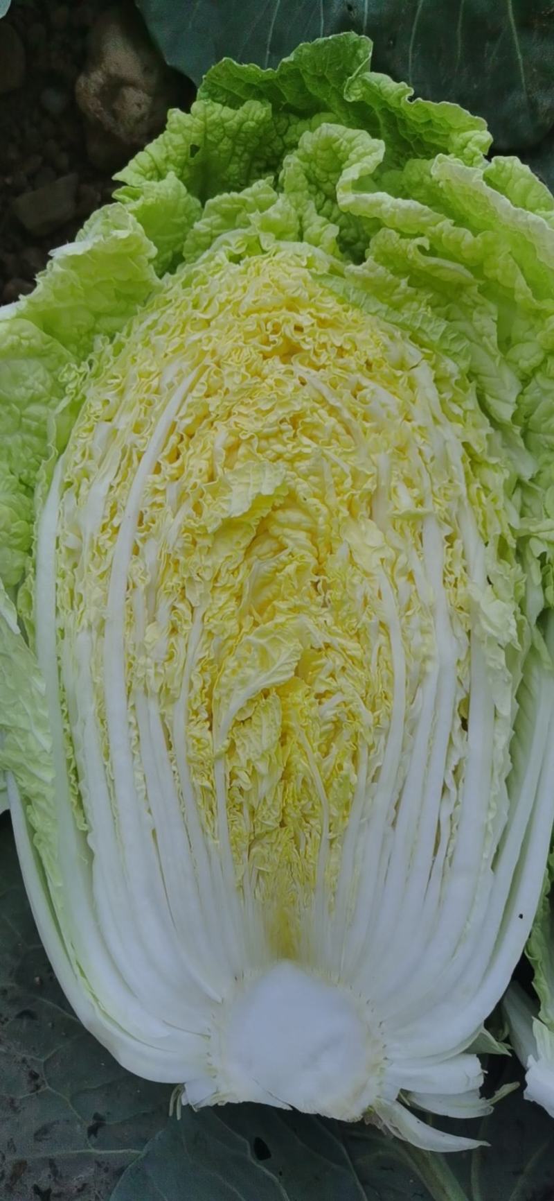 太白县高山有机黄心大白菜大量上市，品质优，耐运输欢迎采购