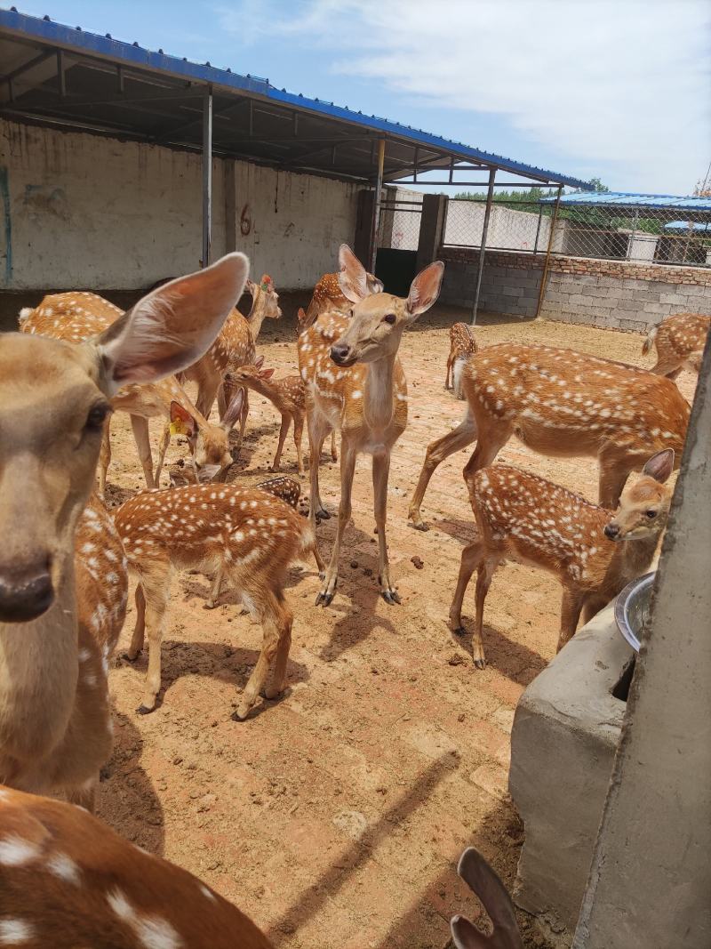 梅花鹿苗，听话的宠物鹿，大公鹿怀孕母鹿，包教技术货到付款