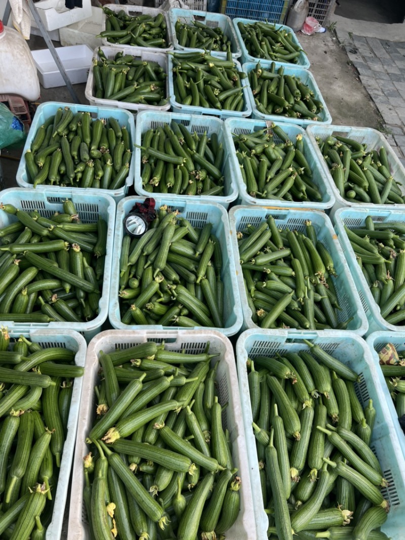 丝瓜