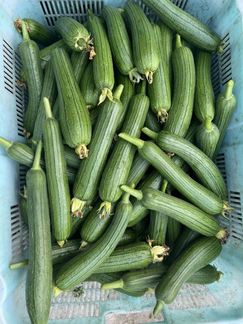 丝瓜