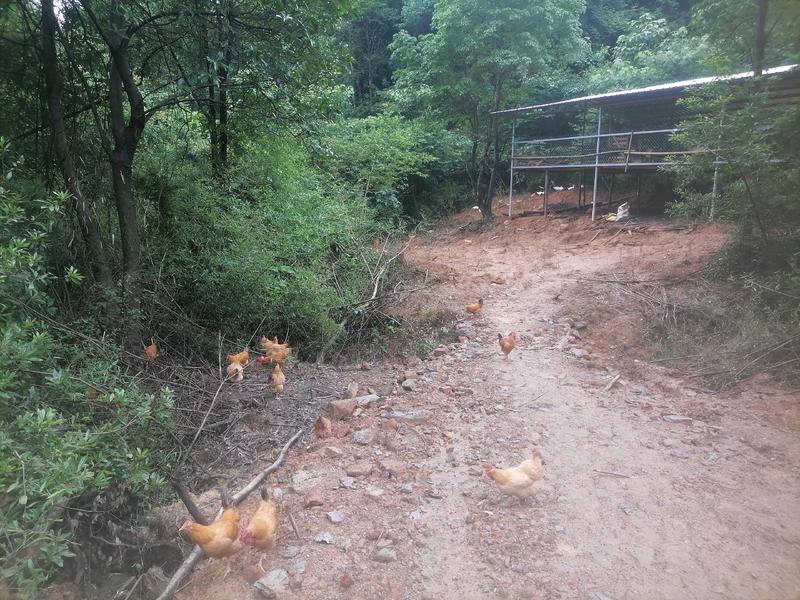 江西散养土鸡纯种土1开产母鸡可以提供送货上门服务