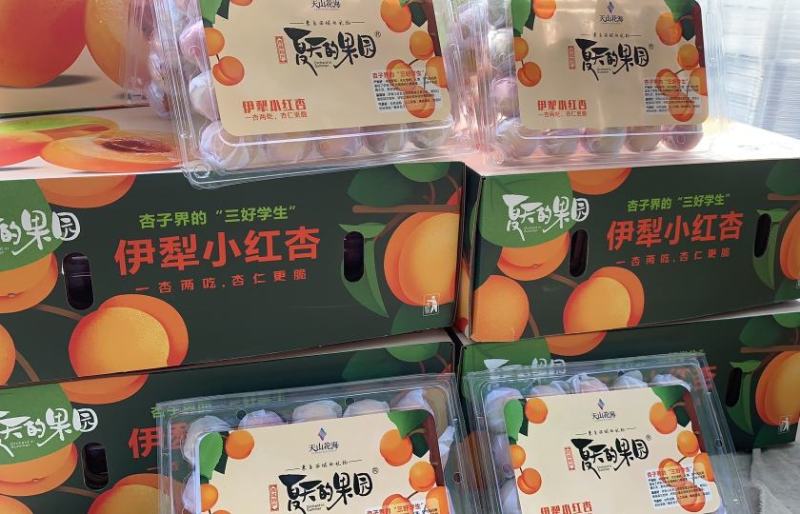 精品吊干杏