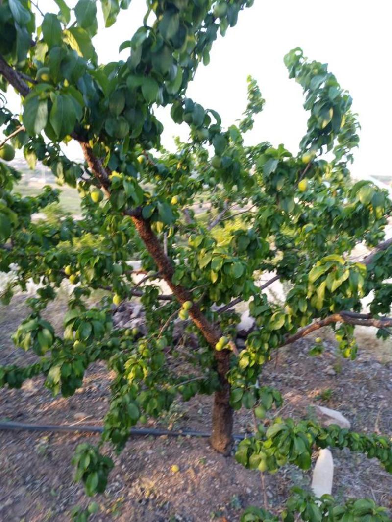 滞销的杏梅，全村都种植，可以搞绿果，全国成熟晚的地方！