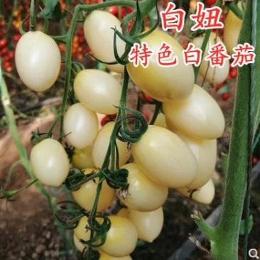 白色小番茄种子千禧圣女果种籽彩色番茄甜度佳