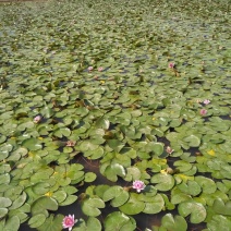 水生植物，睡莲。出淤泥而不染