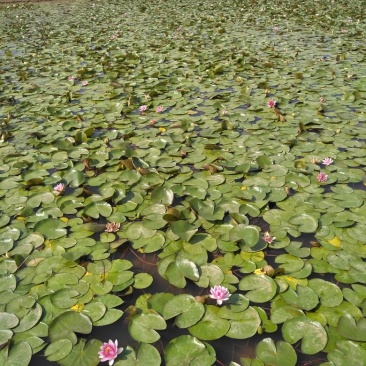 水生植物，睡莲。出淤泥而不染