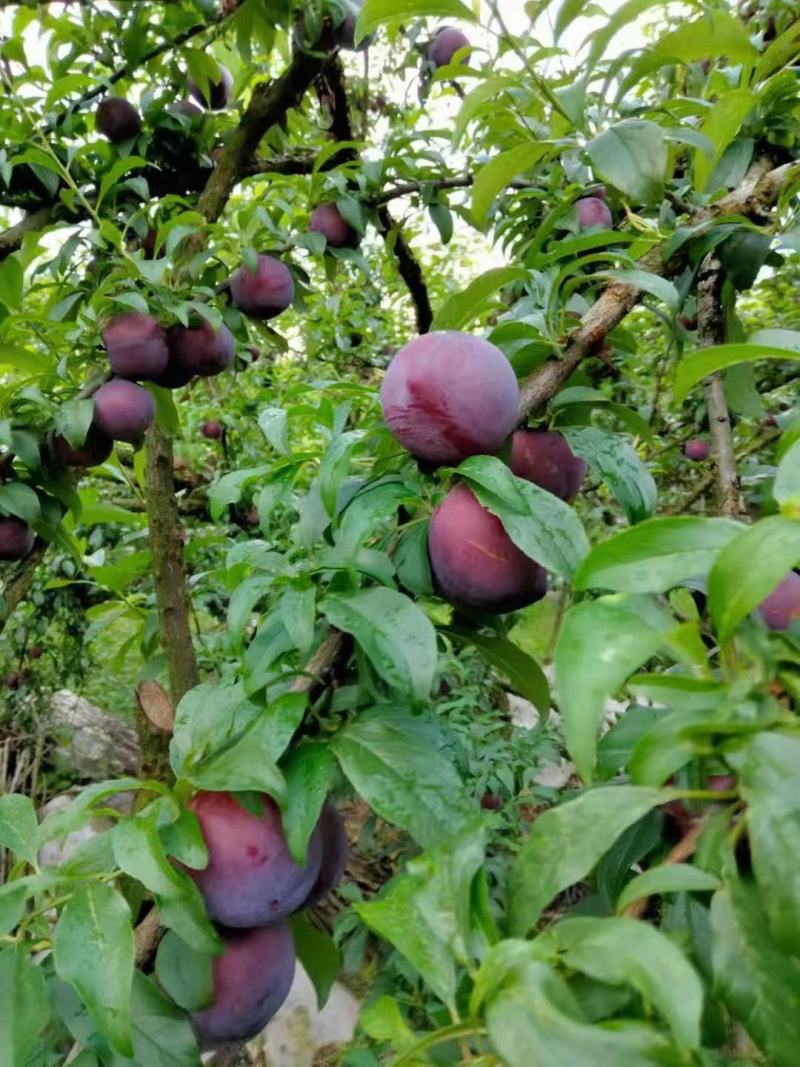 广西桂林灌阳黑李子大量上货酸甜可口核小