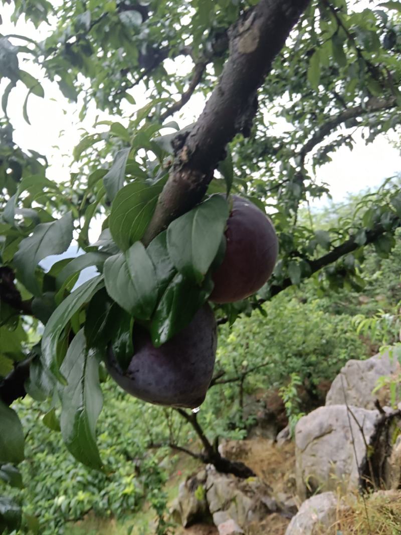 广西桂林灌阳黑李子大量上货酸甜可口核小
