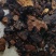 桦树茸