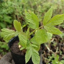 树莓苗双季树莓苗品种苗当年结果保成活
