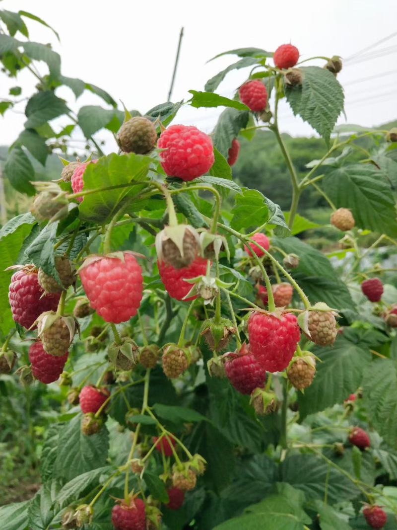 树莓苗双季树莓苗品种苗当年结果保成活