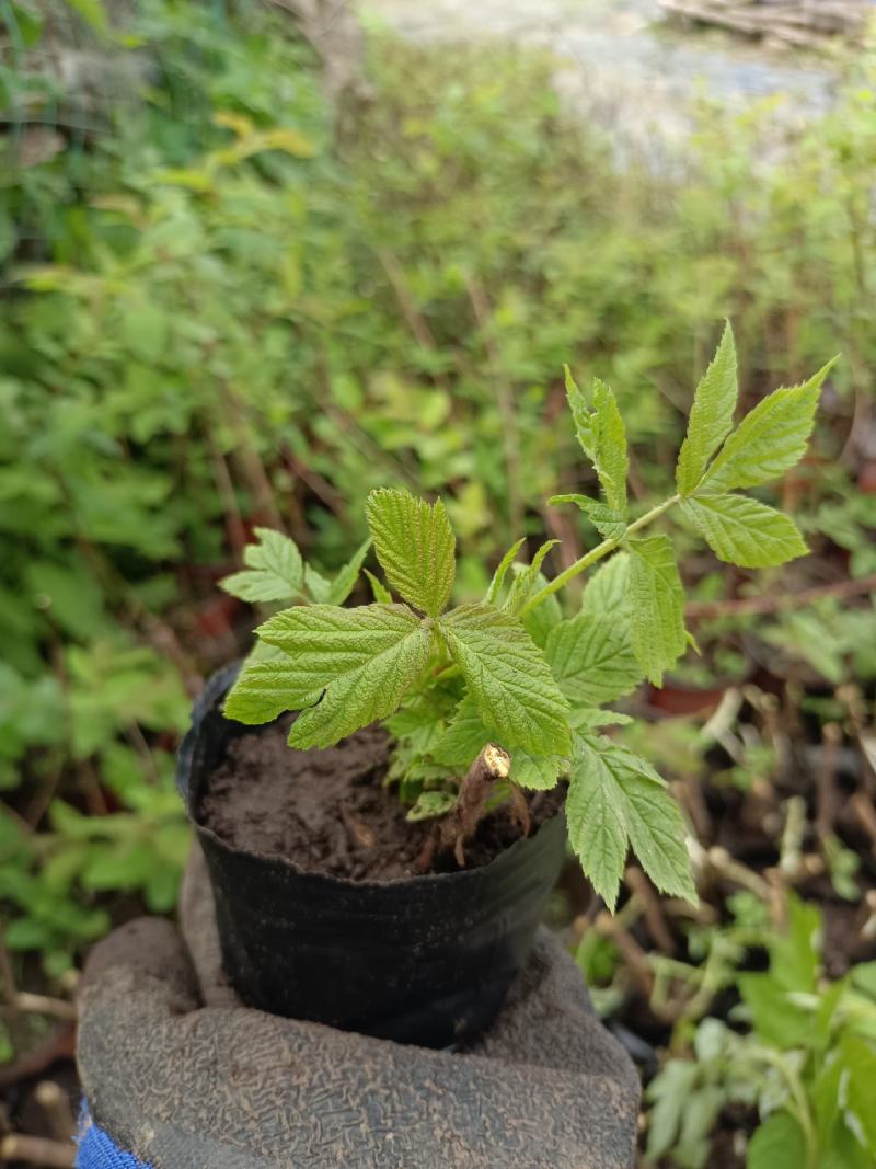 树莓苗双季树莓苗品种苗当年结果保成活