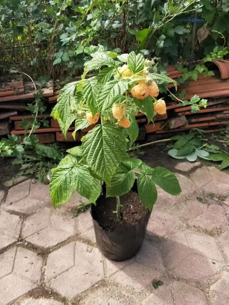 树莓苗双季树莓苗品种苗当年结果保成活