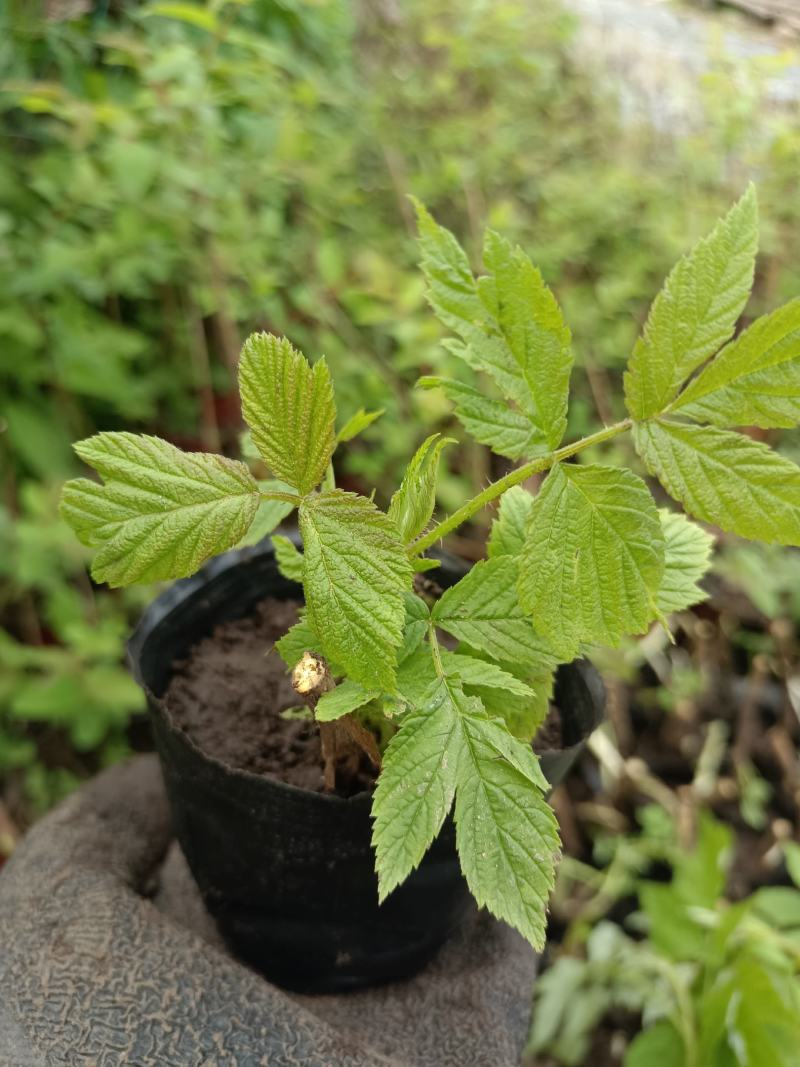 树莓苗双季树莓苗品种苗当年结果保成活