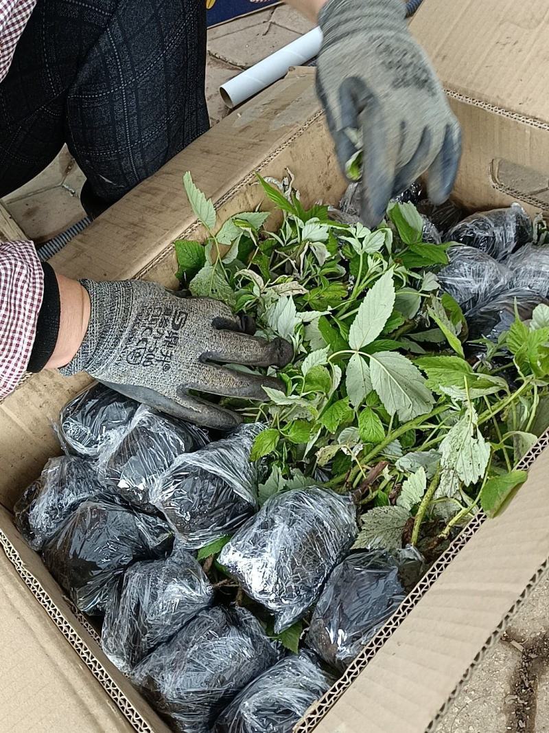 树莓苗双季树莓苗品种苗当年结果保成活