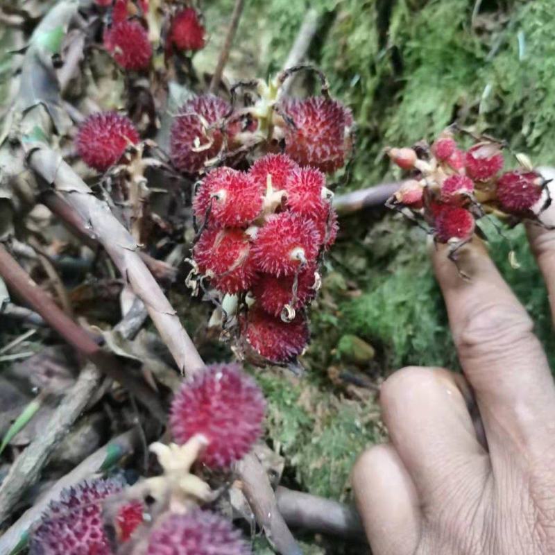阳春砂仁种苗