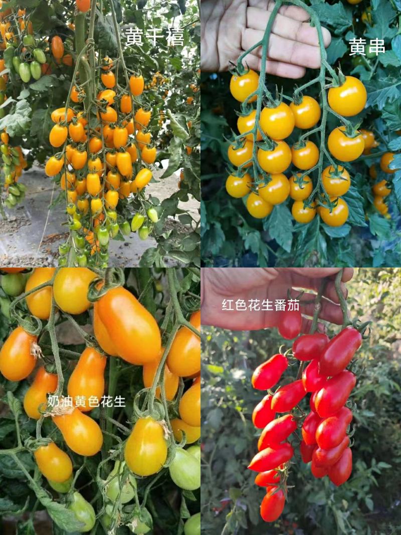 【采摘园推荐】一直注重口感番茄的培育，各种特色番茄苗。