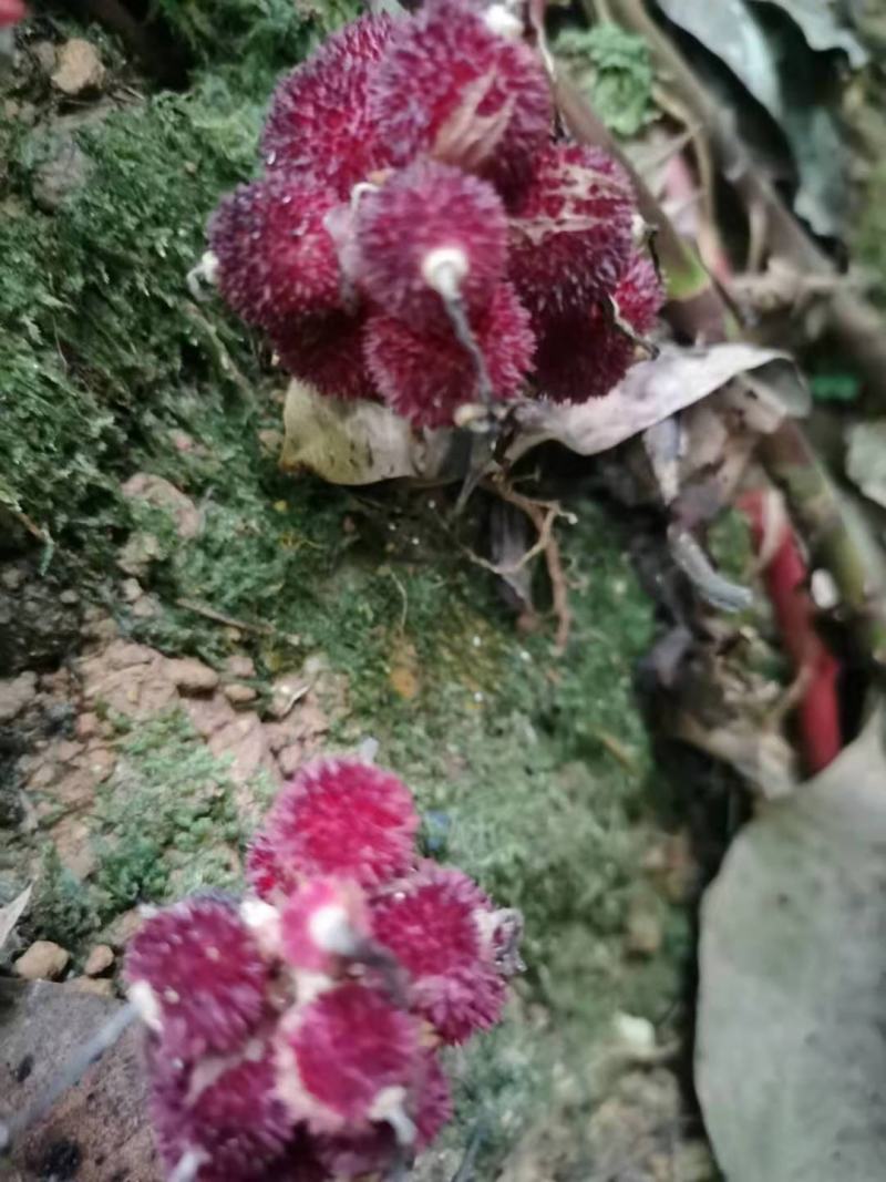 阳春砂仁种苗
