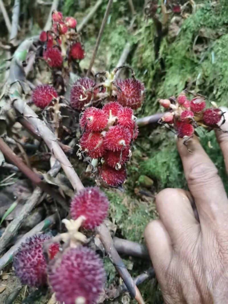 阳春砂仁种苗