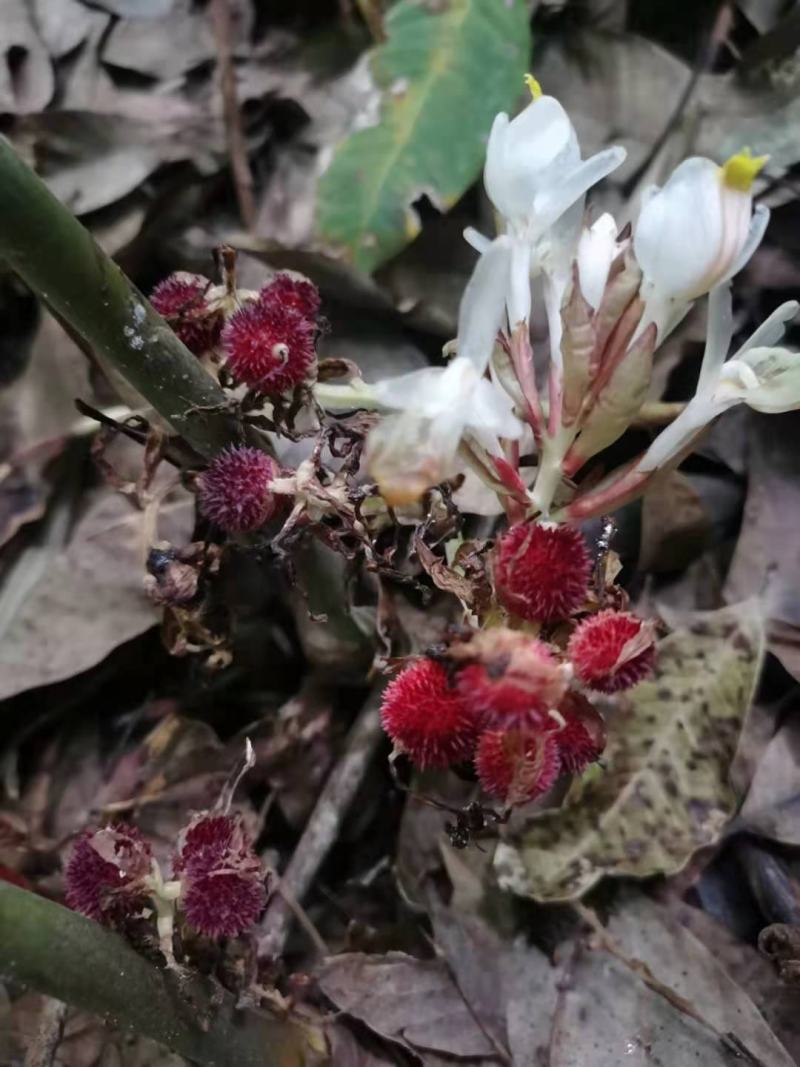 阳春砂仁种苗