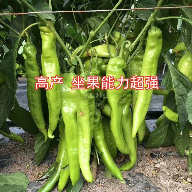 大果羊角椒耐热高产进口青黄皮早春越夏抗病毒尖椒种子