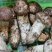 野生新鲜松茸