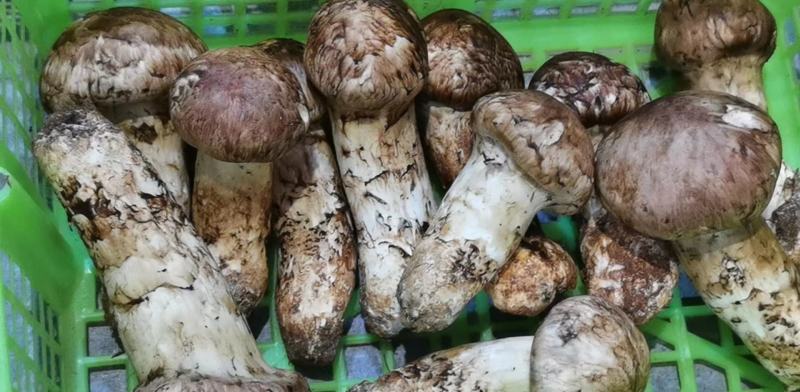 野生新鲜松茸