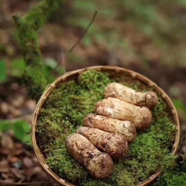 野生新鲜松茸