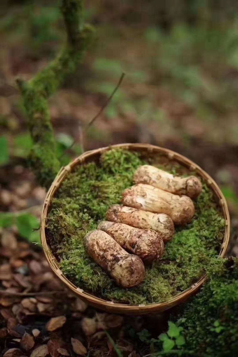 野生新鲜松茸