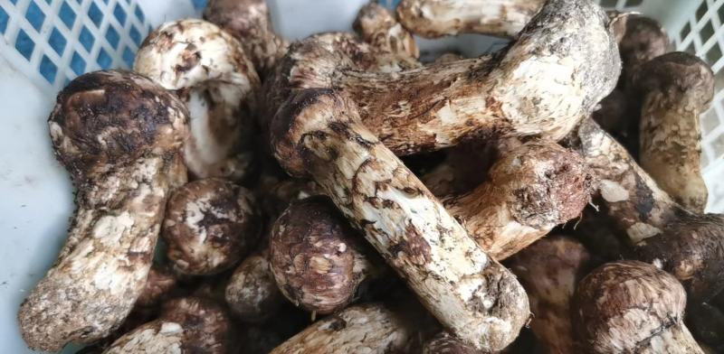 野生新鲜松茸