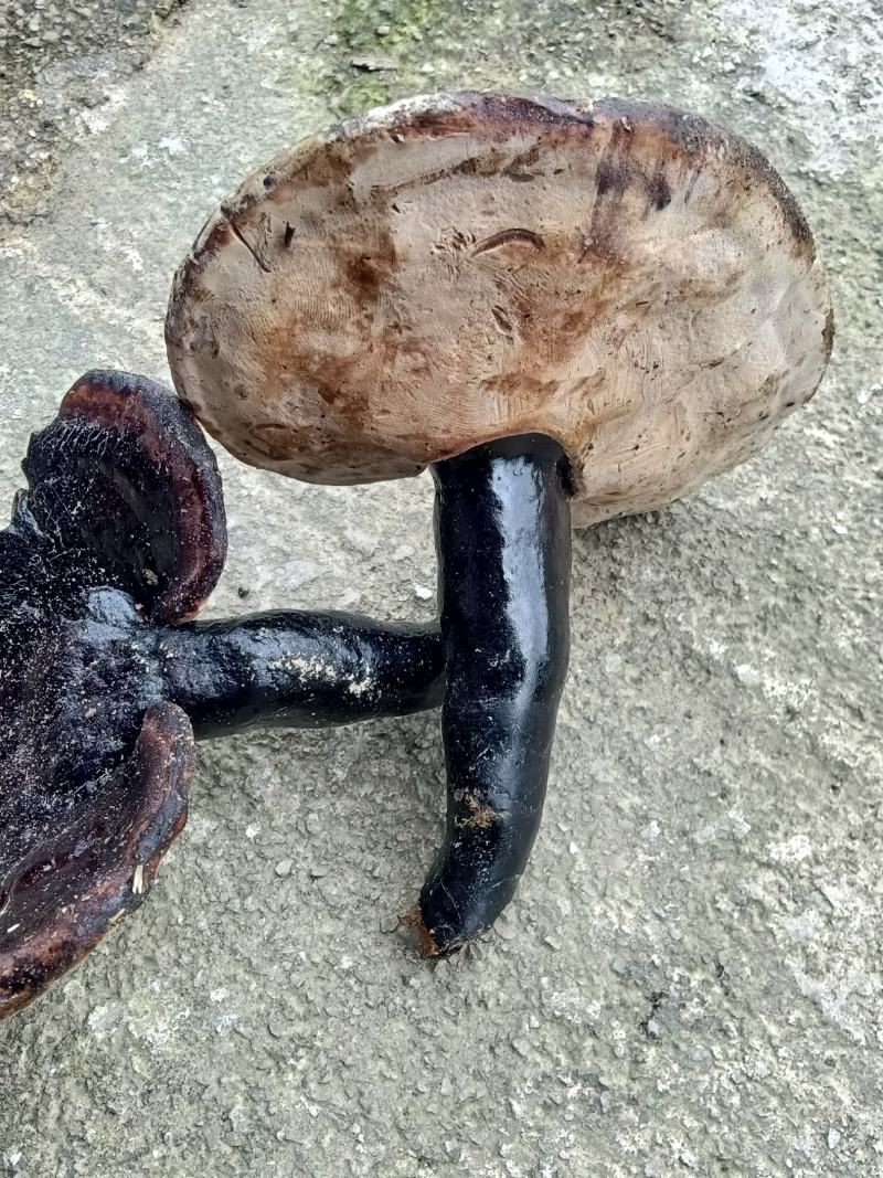 非种植紫灵芝，野外自然生长，药用，食用价值更高。