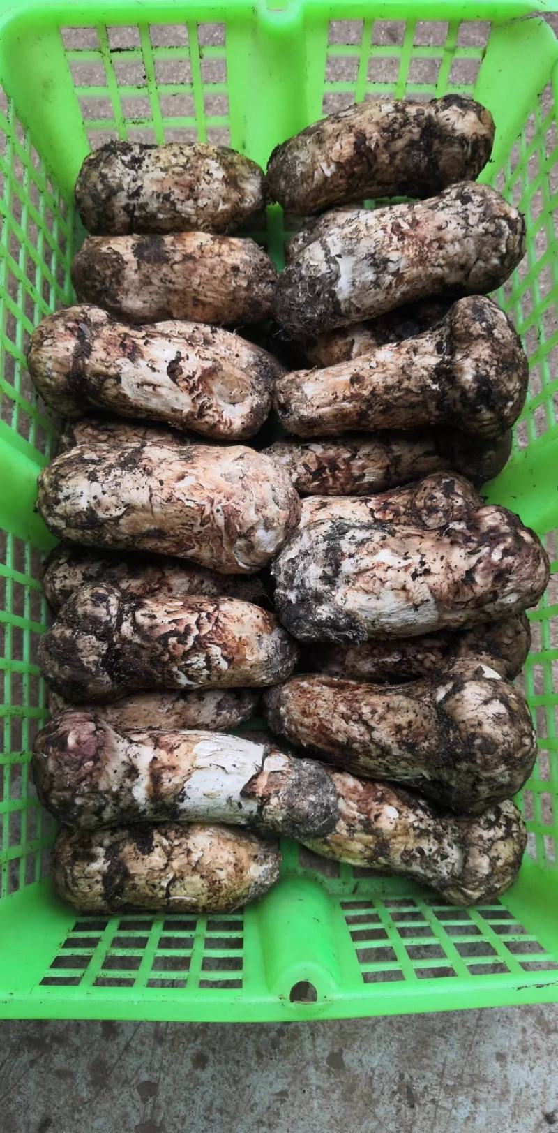 野生新鲜松茸
