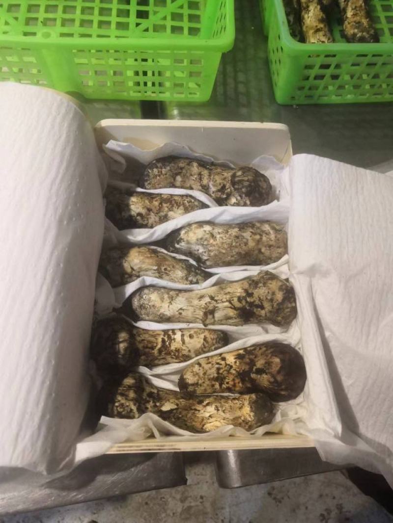 野生新鲜松茸