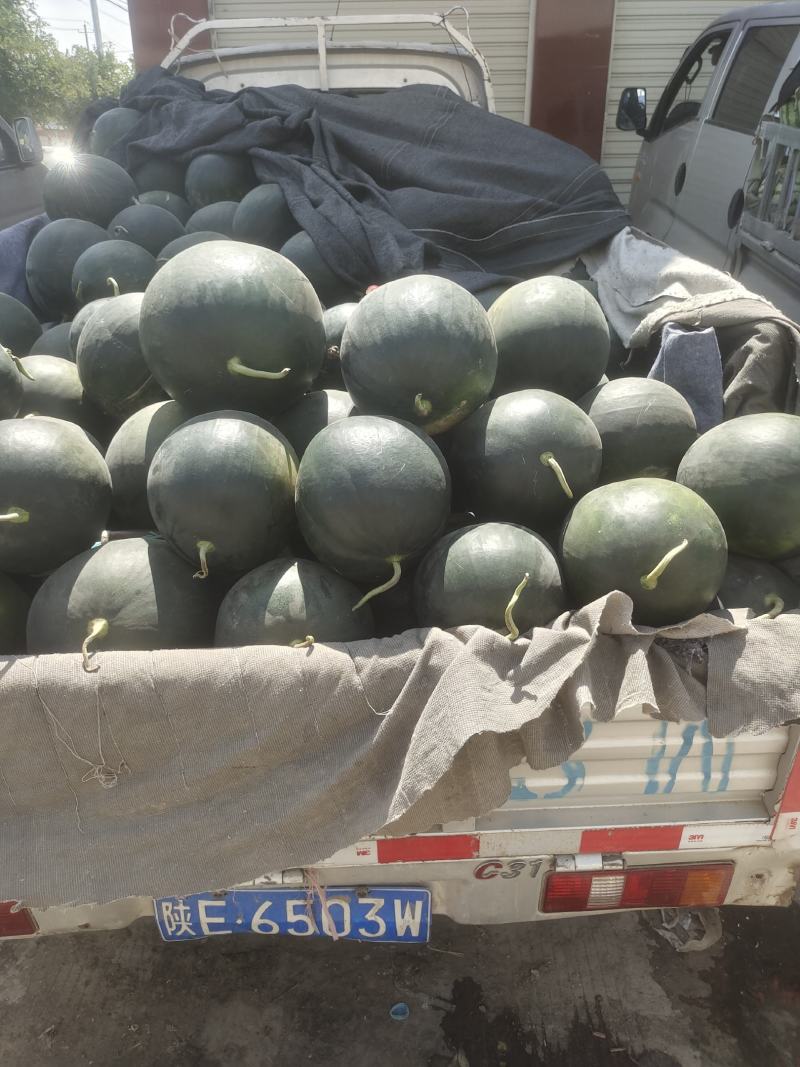 甜王西瓜价位合适东西美丽