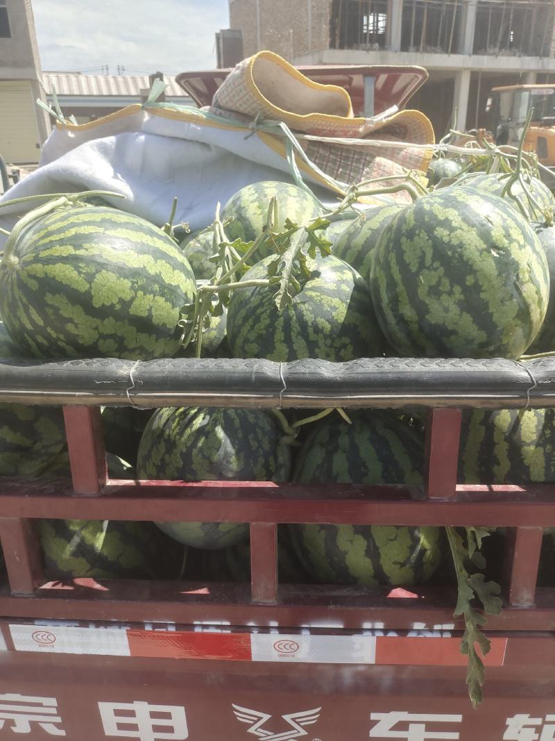 甜王西瓜价位合适东西美丽