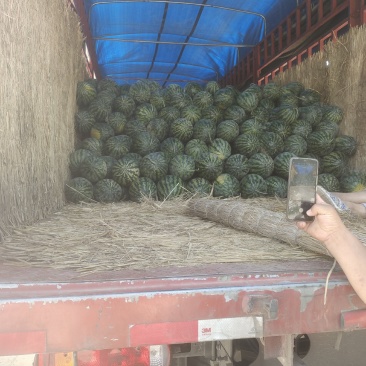甜王西瓜价位合适东西美丽